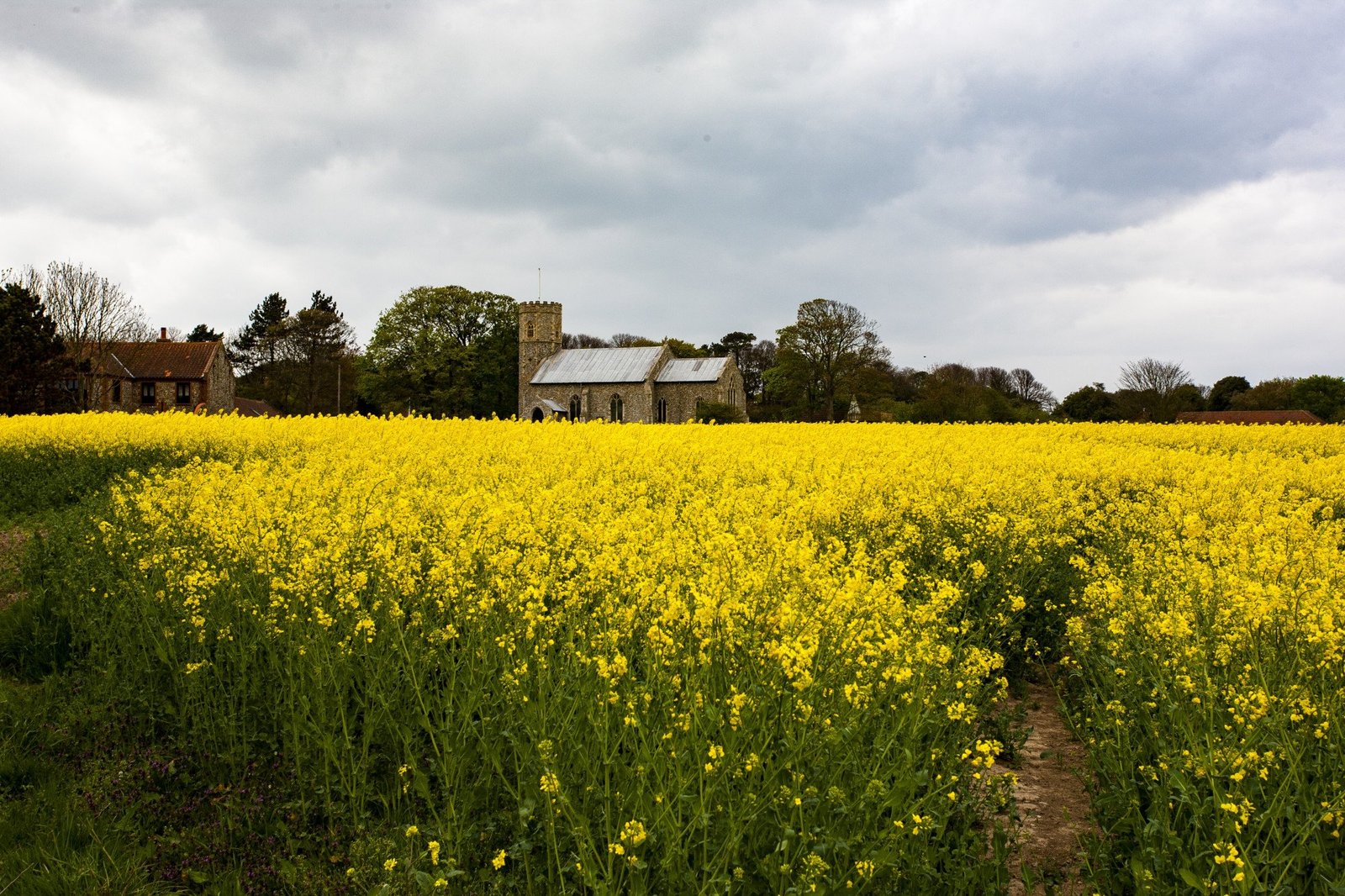church-vast-field-with-yellow-rapeseed-norfolk-uk