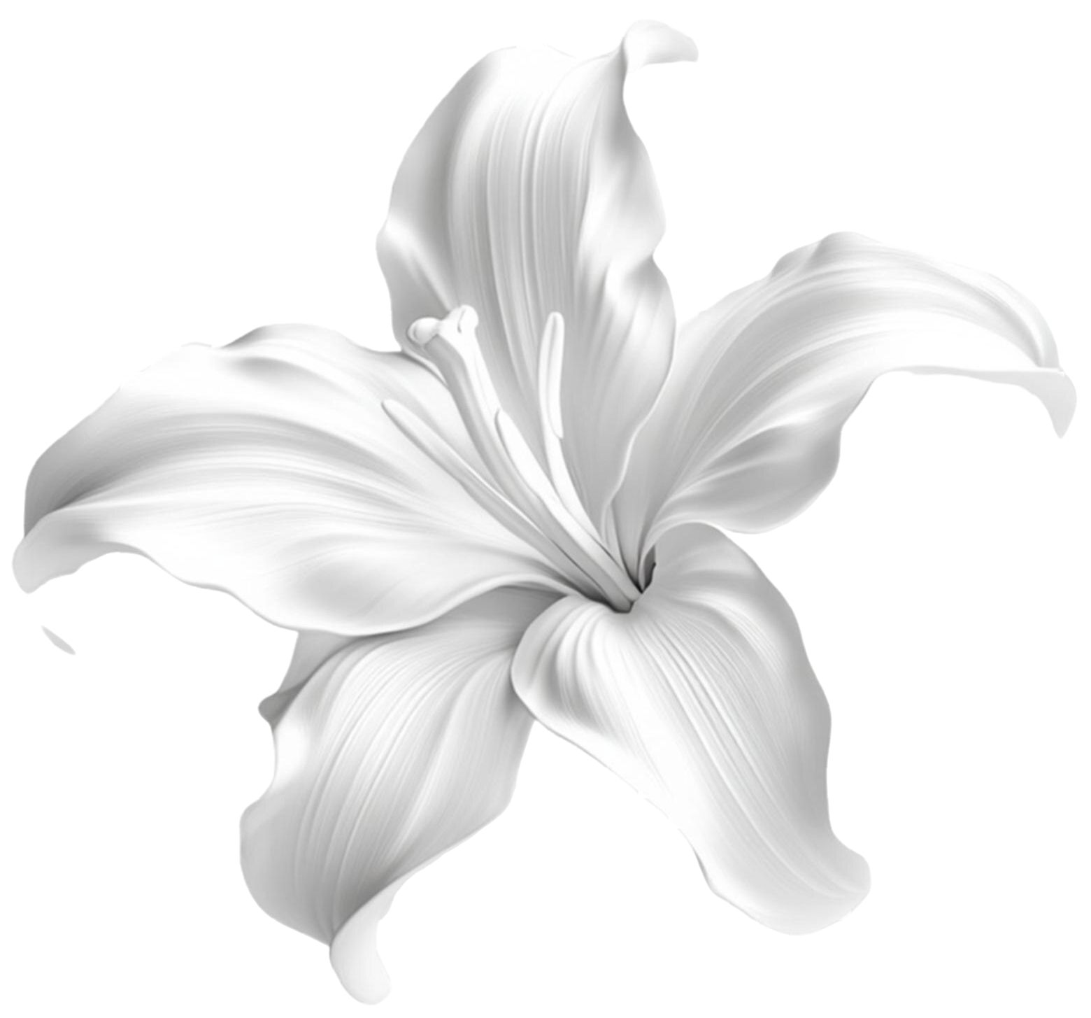 elegant-white-lily-flower-blossom-design