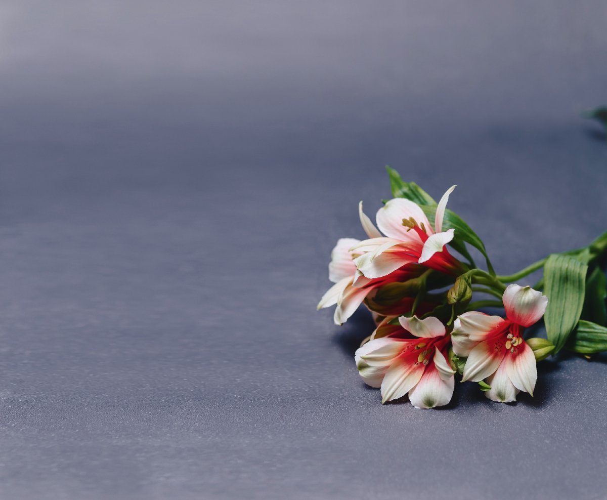 White and pink flowers arranged on a dark surface
