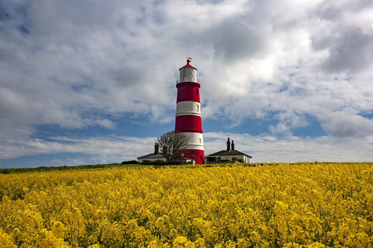 happisburgh-lighthouse-middle-field-with-yellow-flowers-norfolk-uk